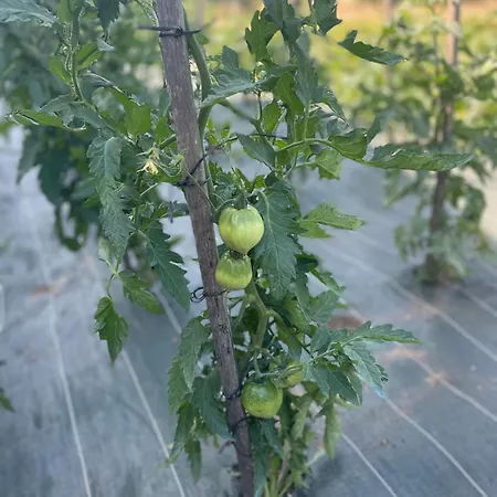 Le Clos Des 4 Bastides Saint-Eutrope-de-Born