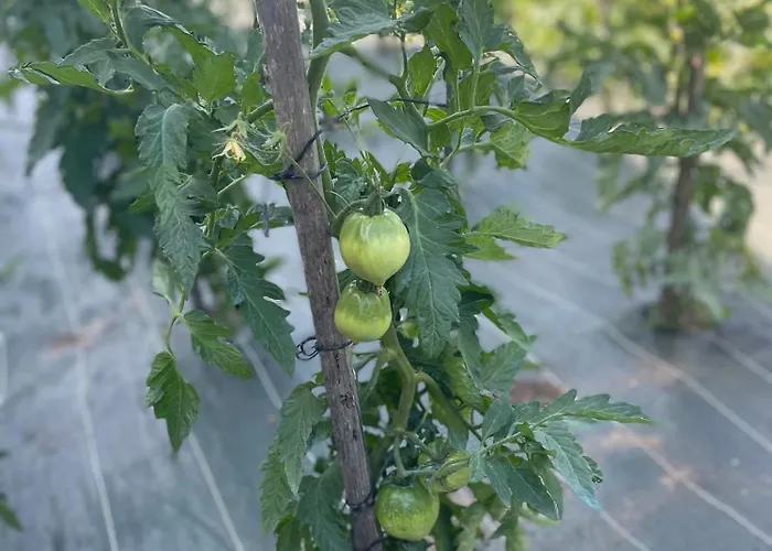 Le Clos Des 4 Bastides Saint-Eutrope-de-Born